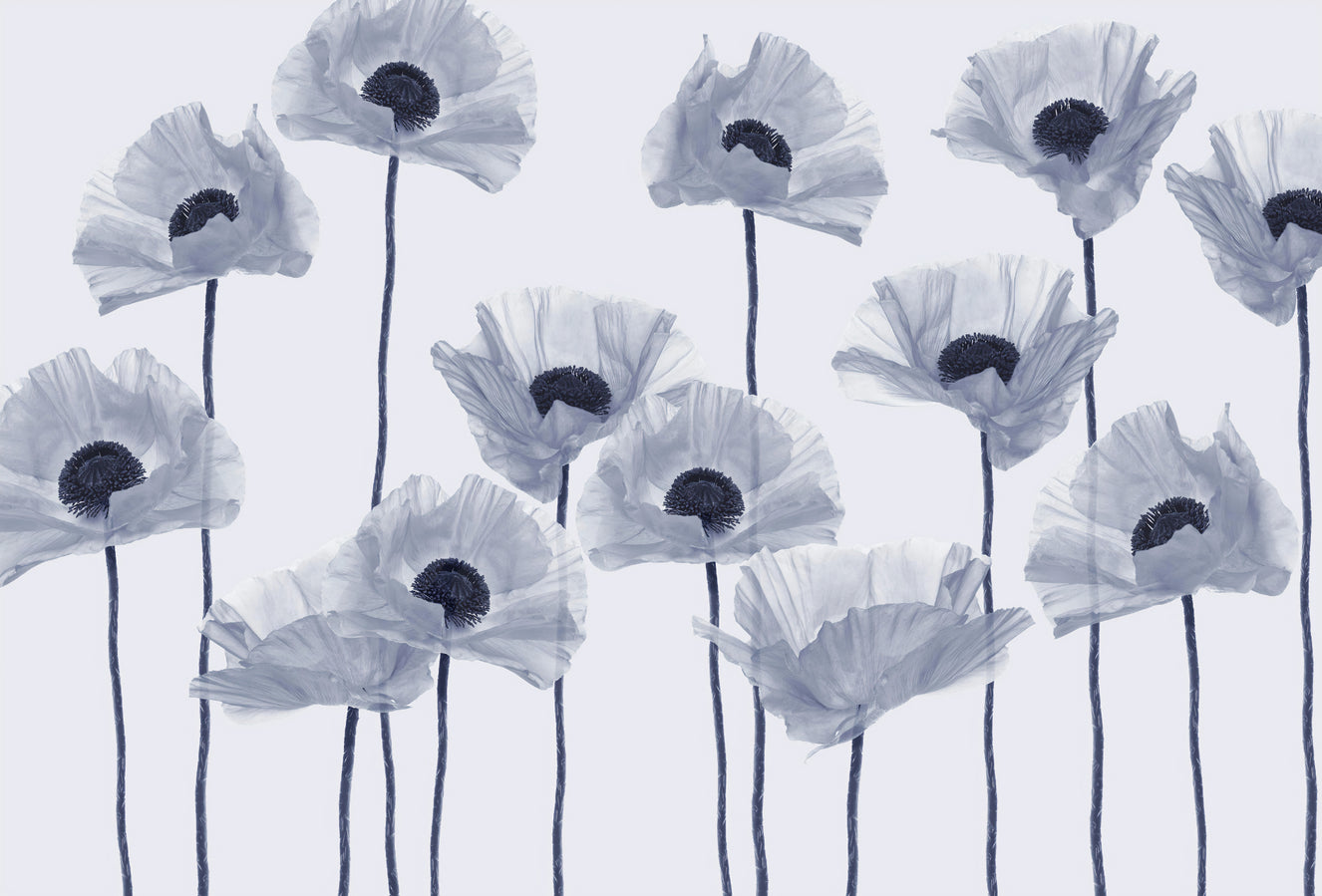 Modern Blue Poppy Wallpaper