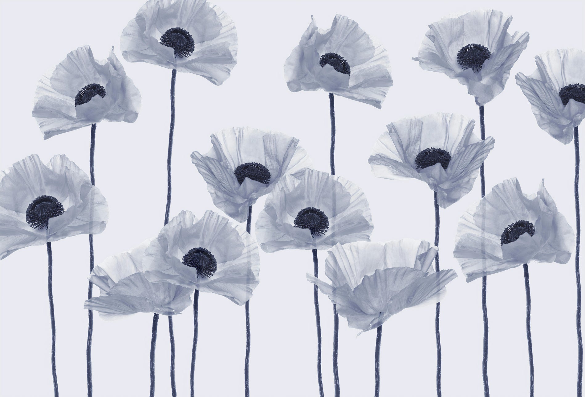 Modern Blue Poppy Wallpaper