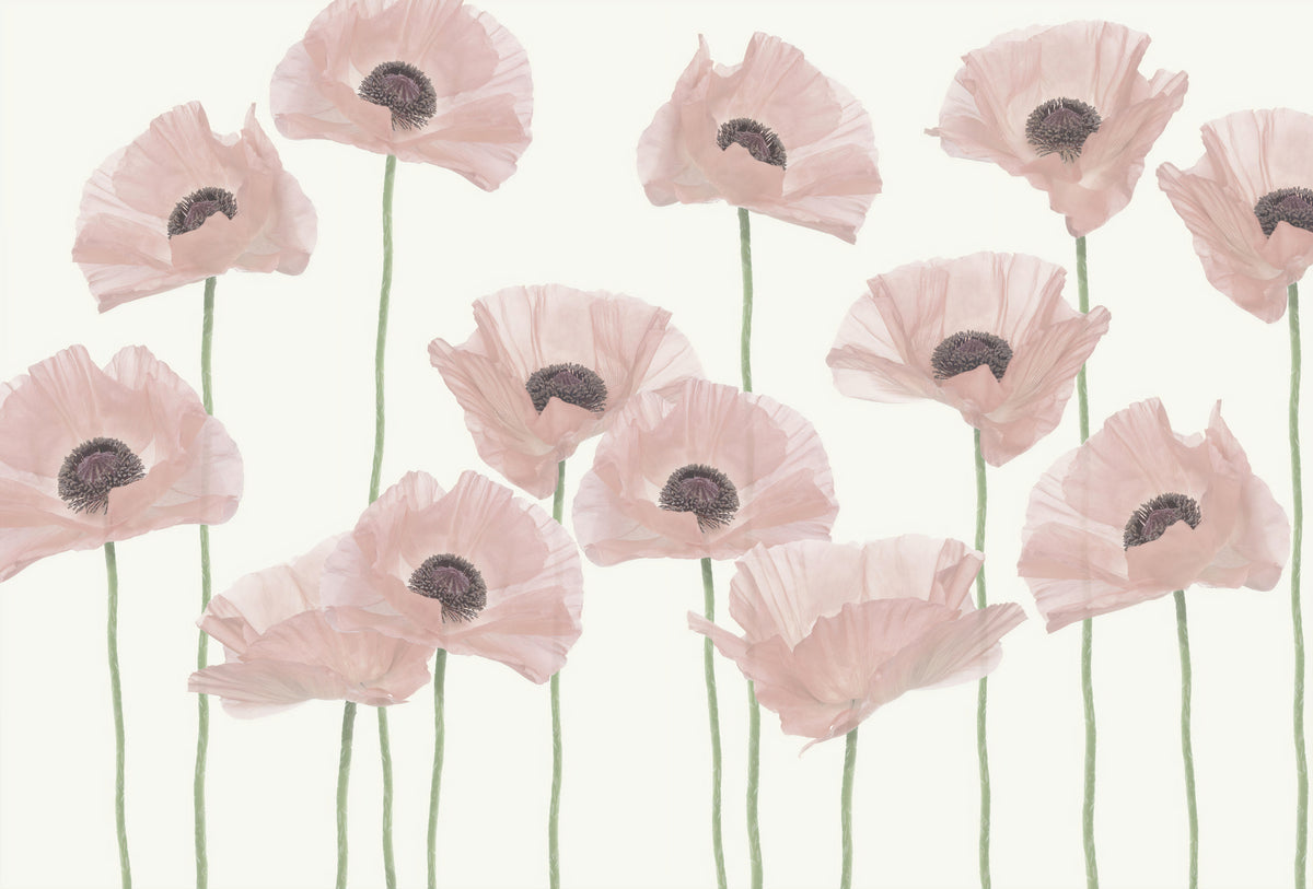 Pastel Pink Poppy Flower Wallpaper