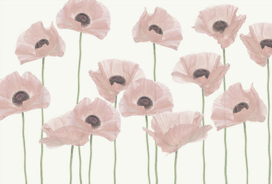 Pastel Pink Poppy Flower Wallpaper