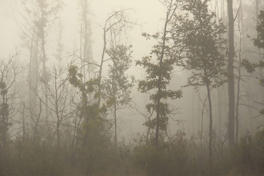 Foggy Forest Nature wallpaper