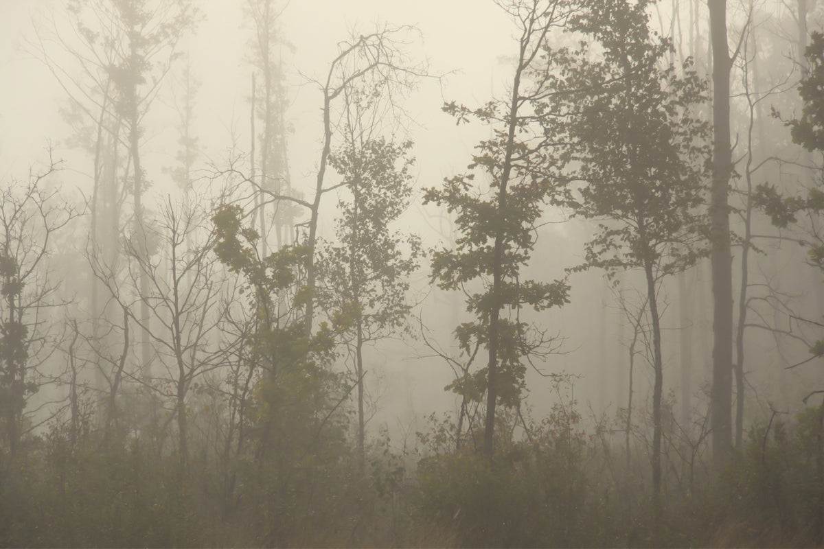 Foggy Forest Nature wallpaper in your room — zoomed