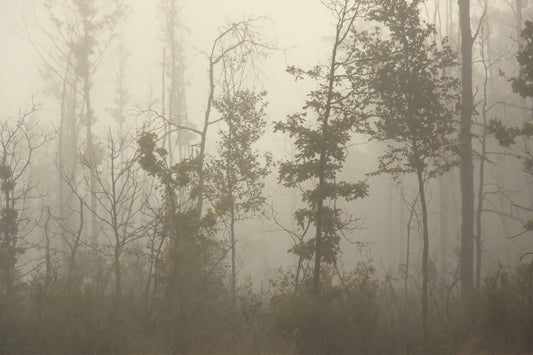 Foggy Forest Nature wallpaper