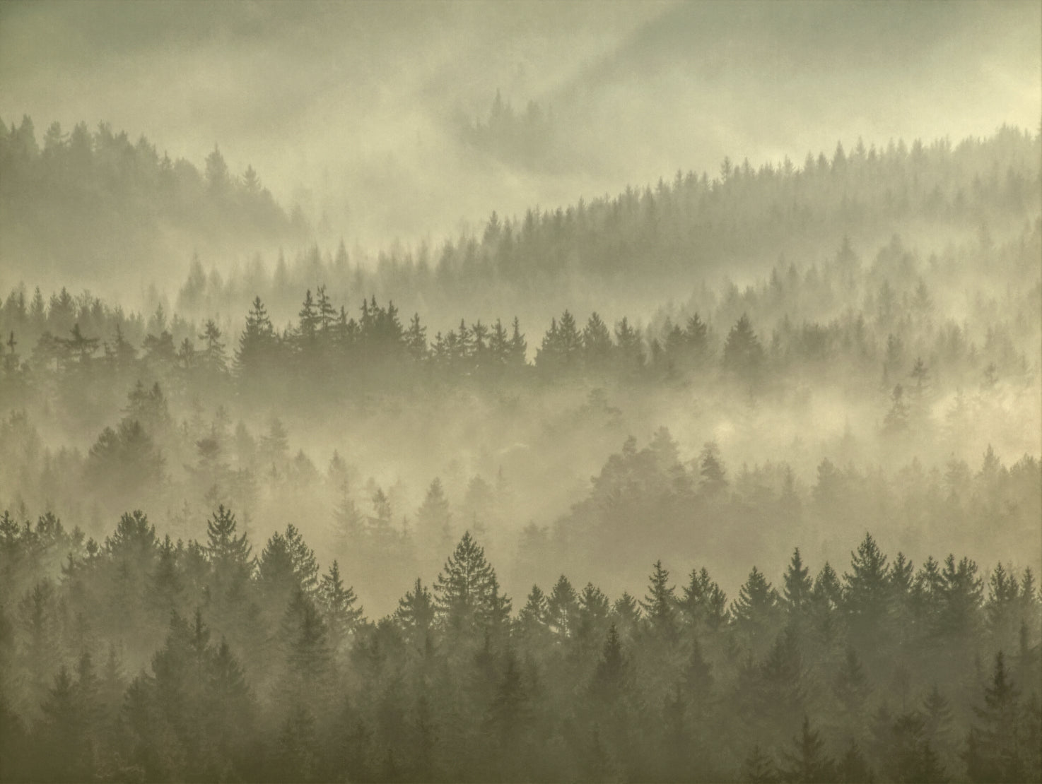 Golden Misty Forest Wallpaper