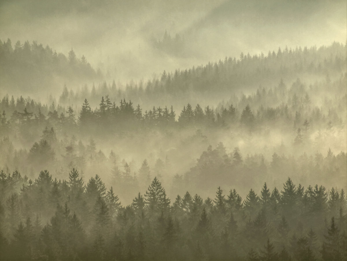 Golden Misty Forest Wallpaper in your room — zoomed