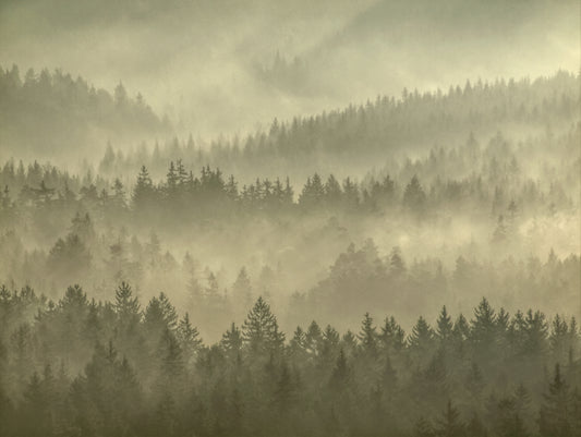 Golden Misty Forest Wallpaper