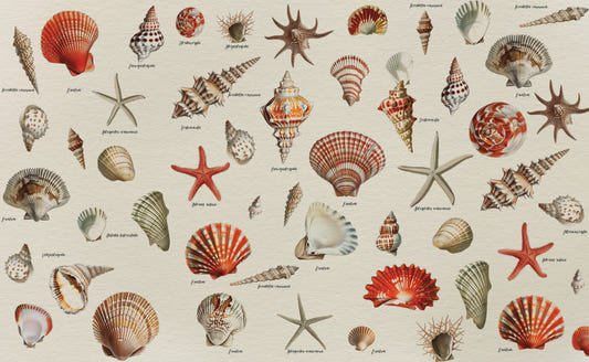 Coastal Memories Seashell Wallpaper