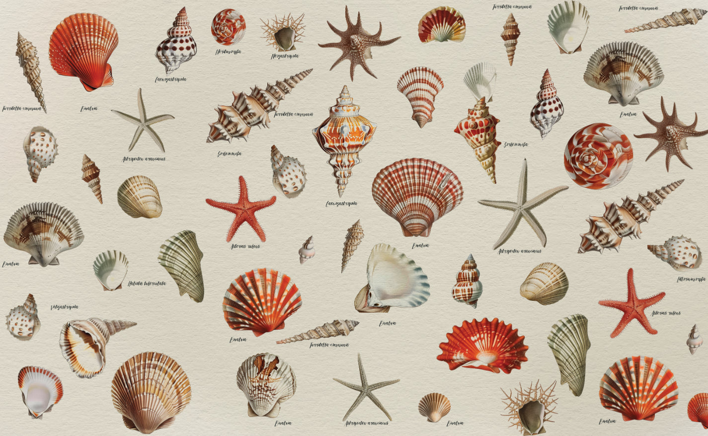 Coastal Memories Seashell Wallpaper