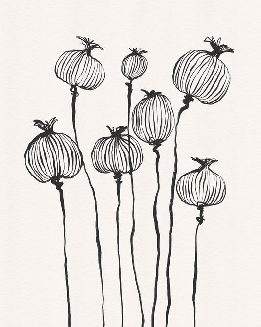Ink Poppy Pods Wall Mural