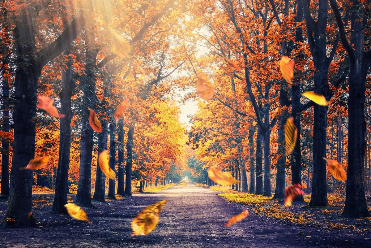 Autumn's Golden Path Wall Mural