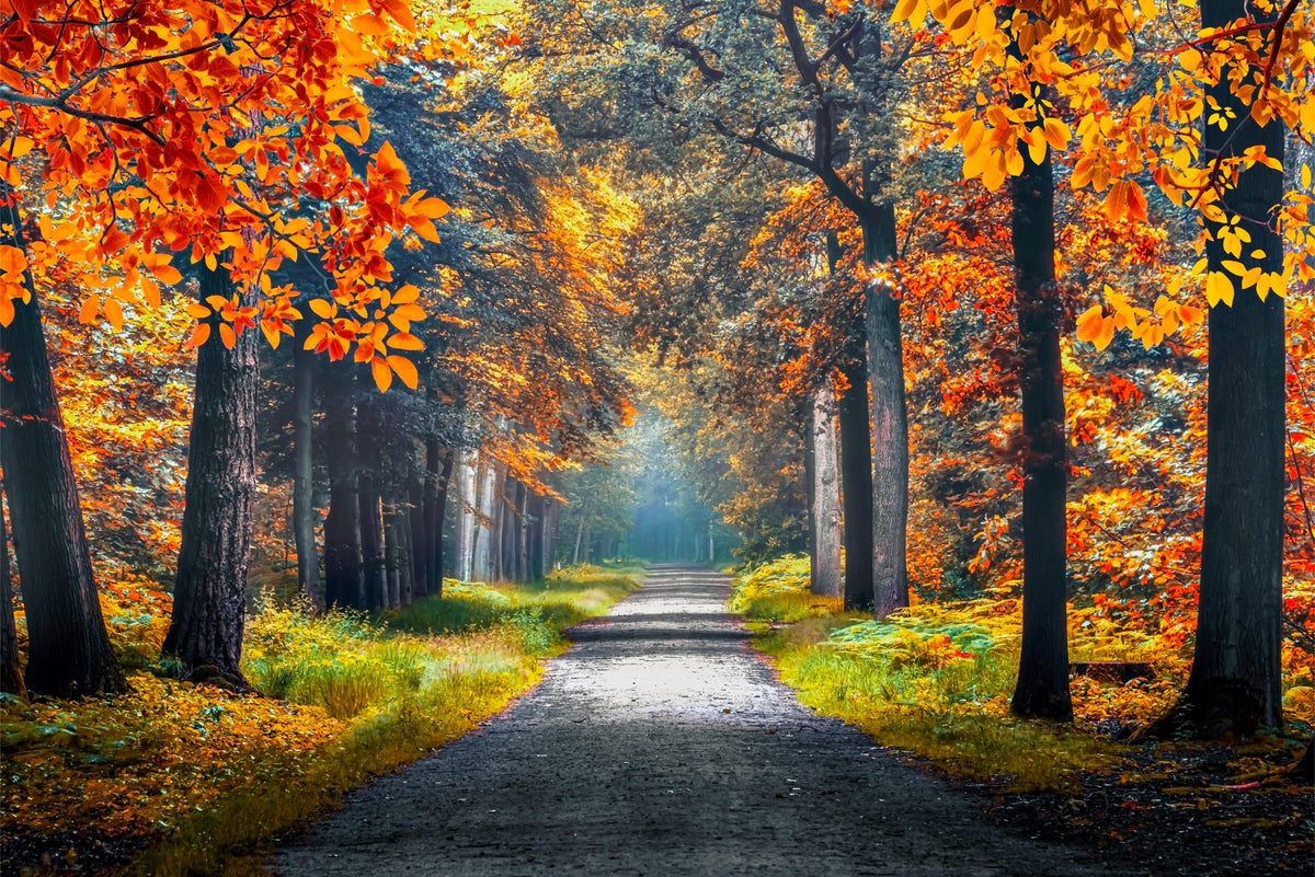 Autumn Path Wall Mural in your room — zoomed