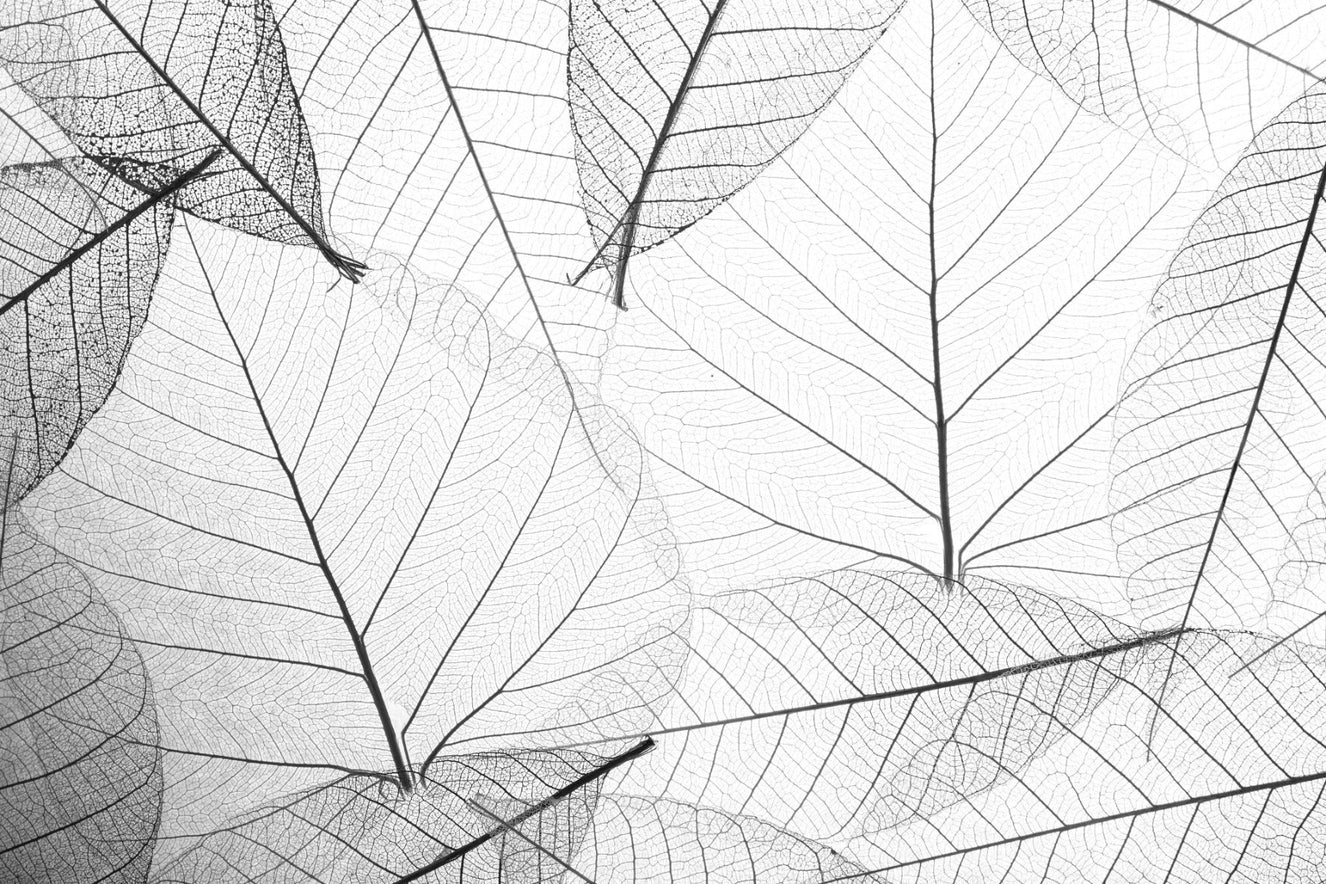 Black & White Large Veins Leaves Wallpaper Mural