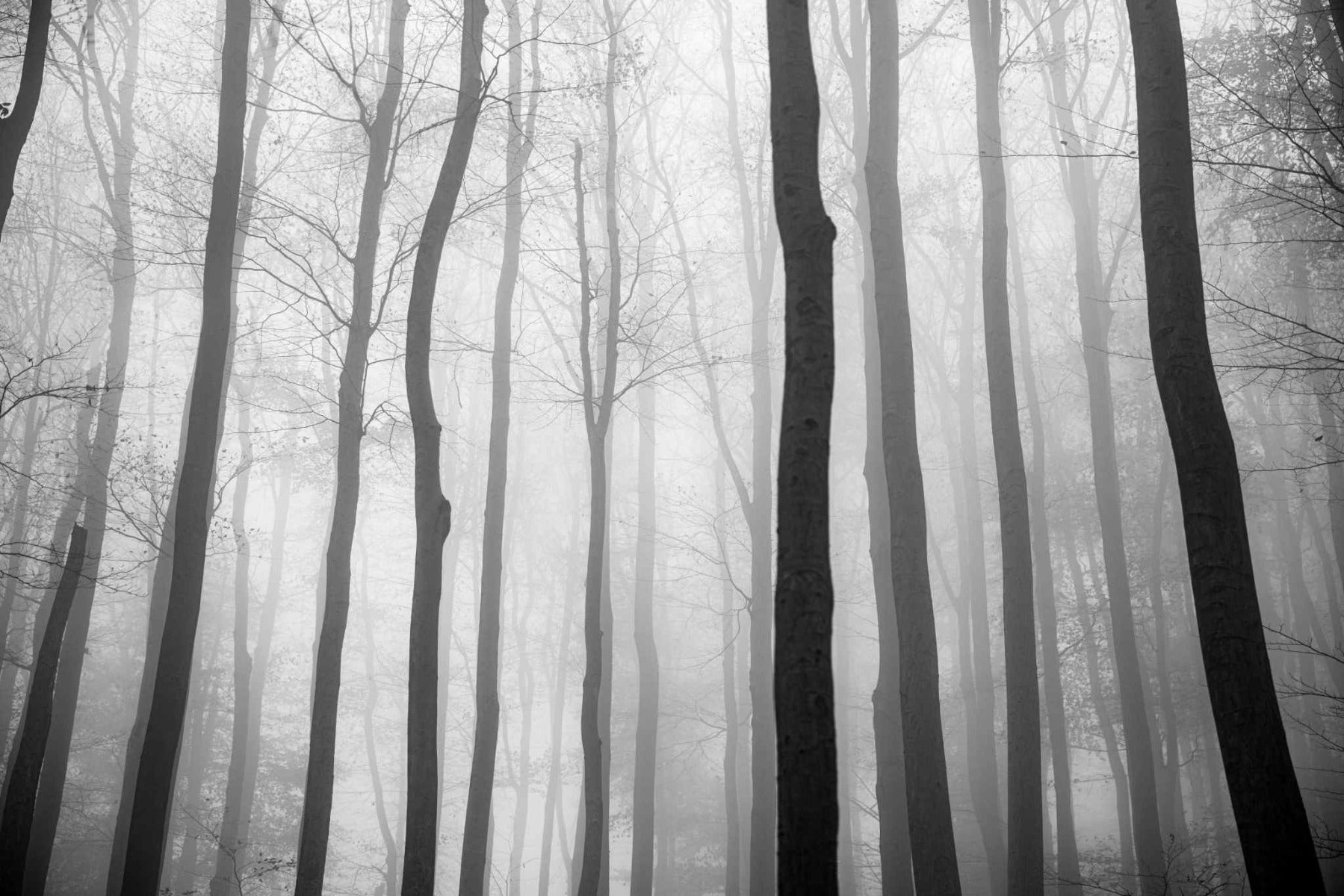 Foggy Day Halloween Jungle View Wallpaper Mural