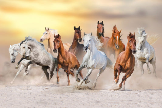 7 Fiery Running Horses Wallpaper Mural