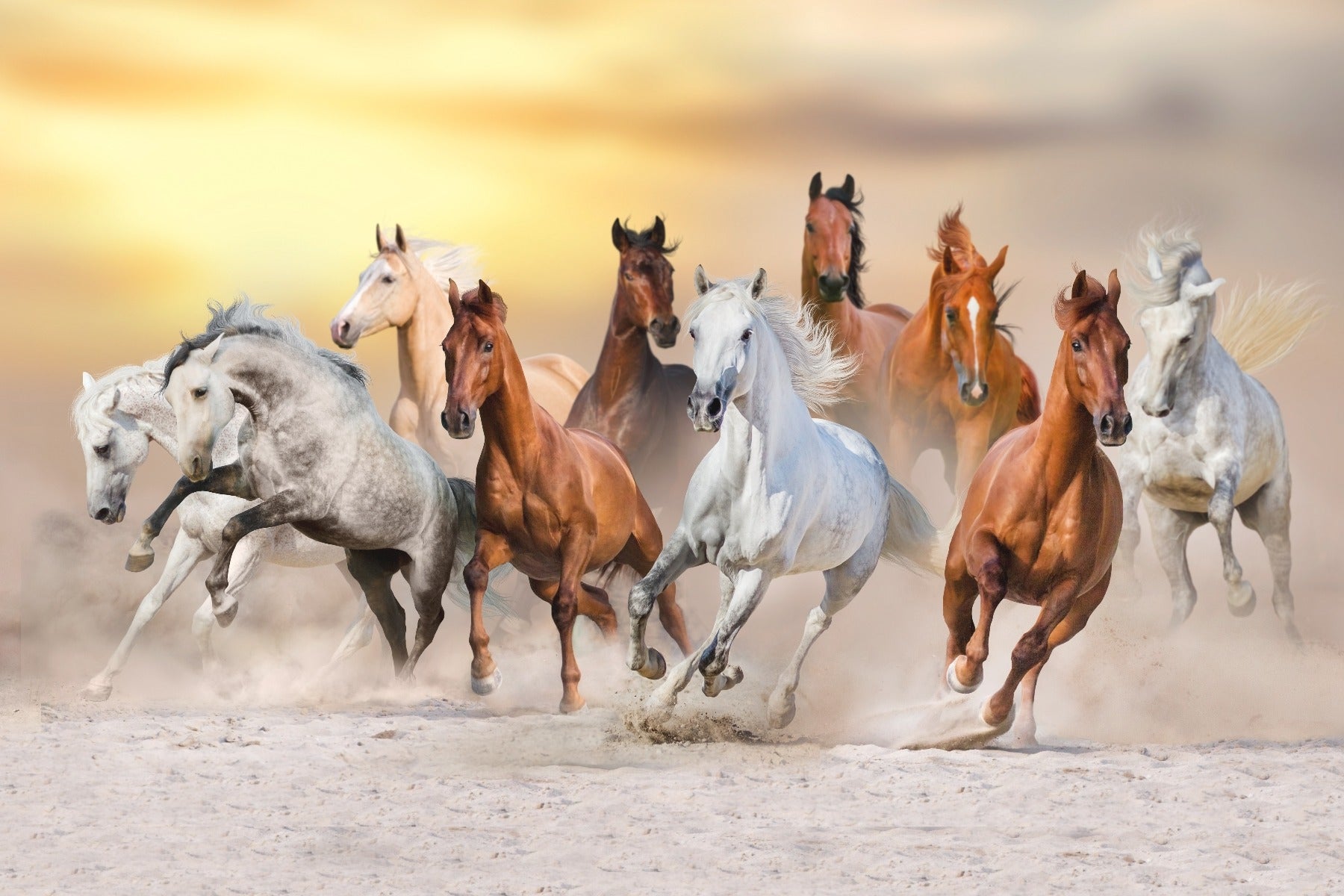 7 Fiery Running Horses Wallpaper Mural