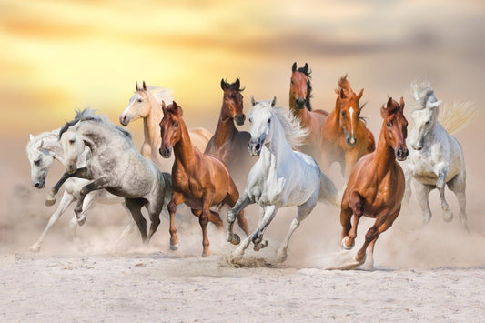 7 Fiery Running Horses Wallpaper Mural