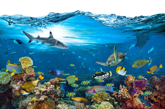 Underwater Splash with Corel Reef Wallpaper