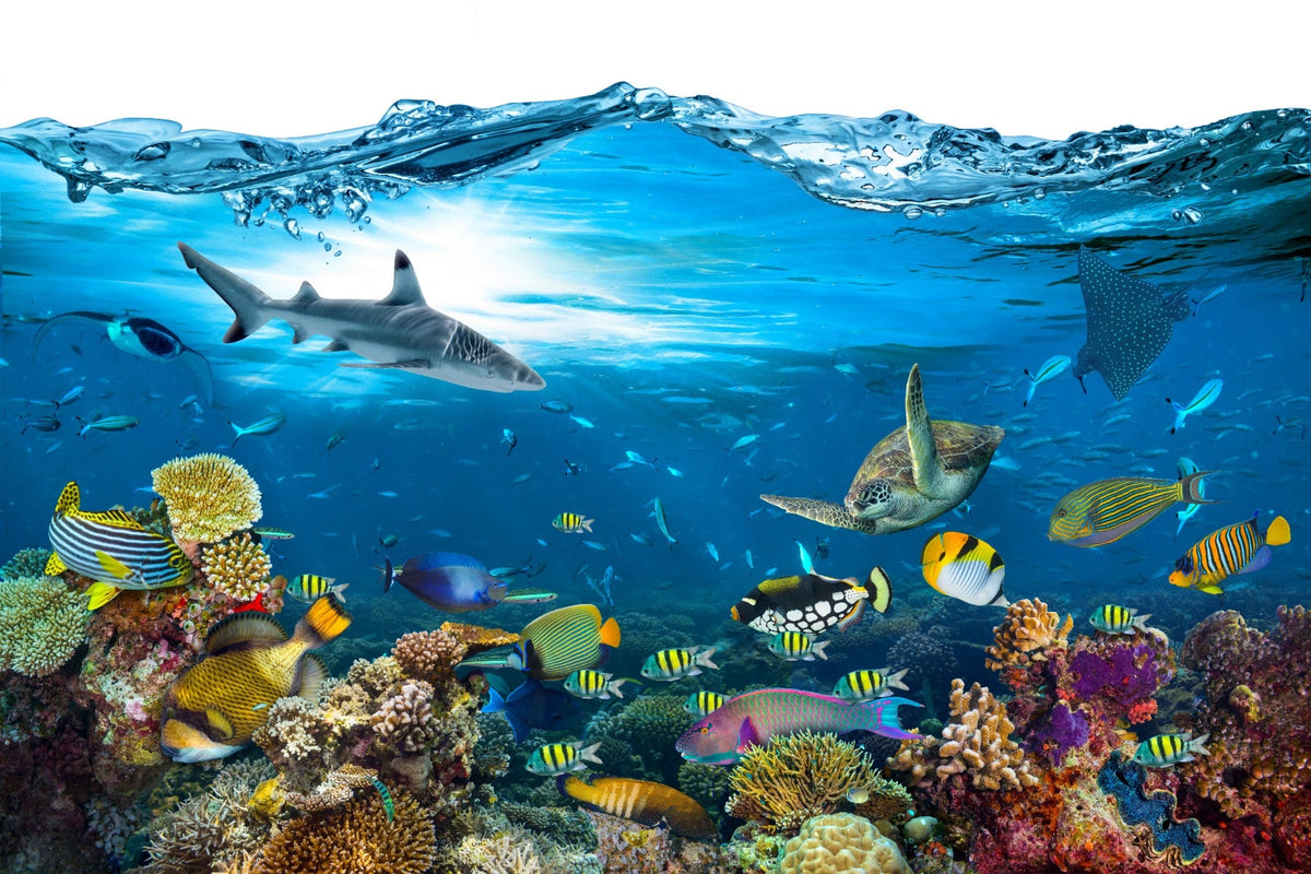 Underwater Splash with Corel Reef Wallpaper in your room — zoomed