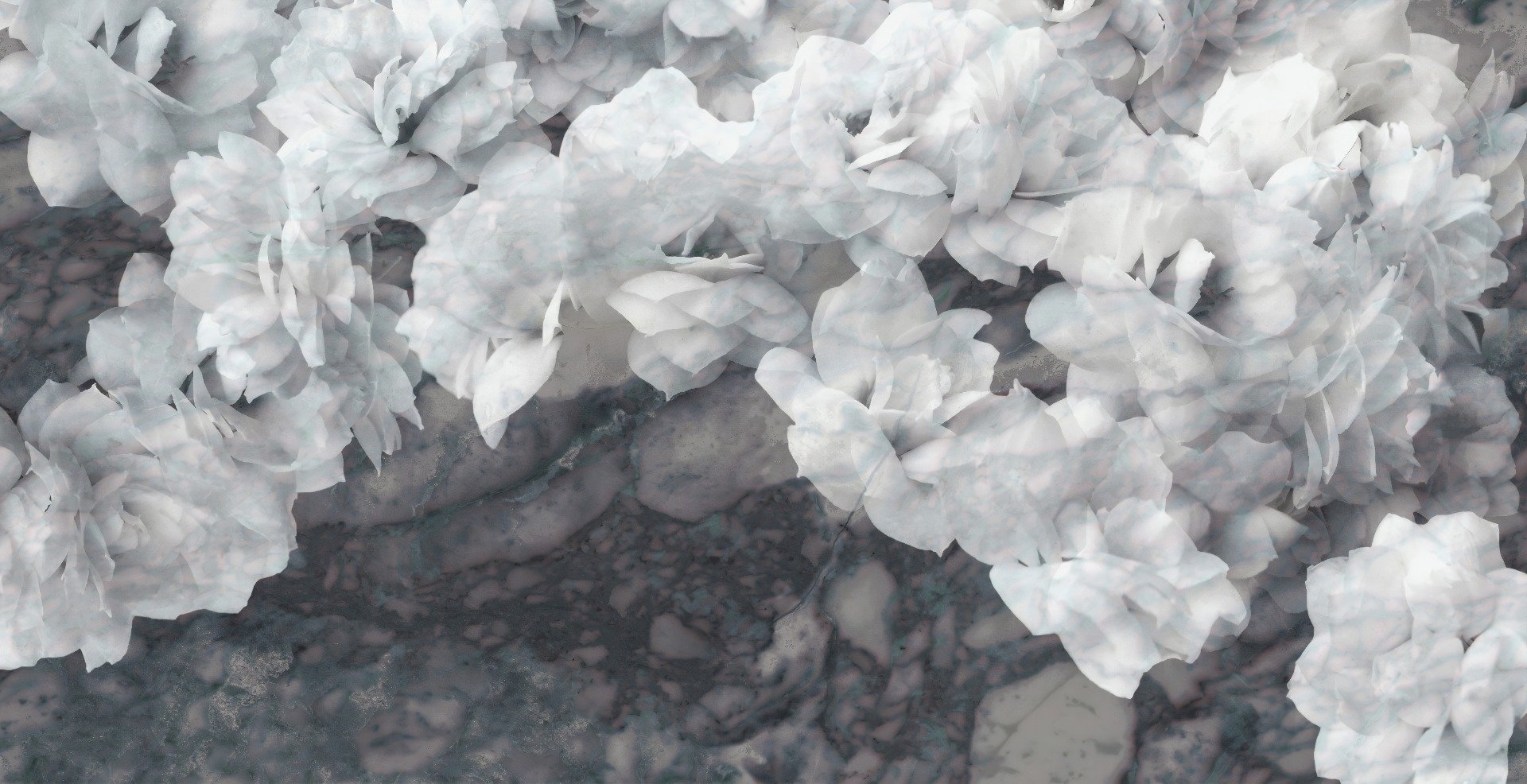 White Orchids Wallpaper Murals