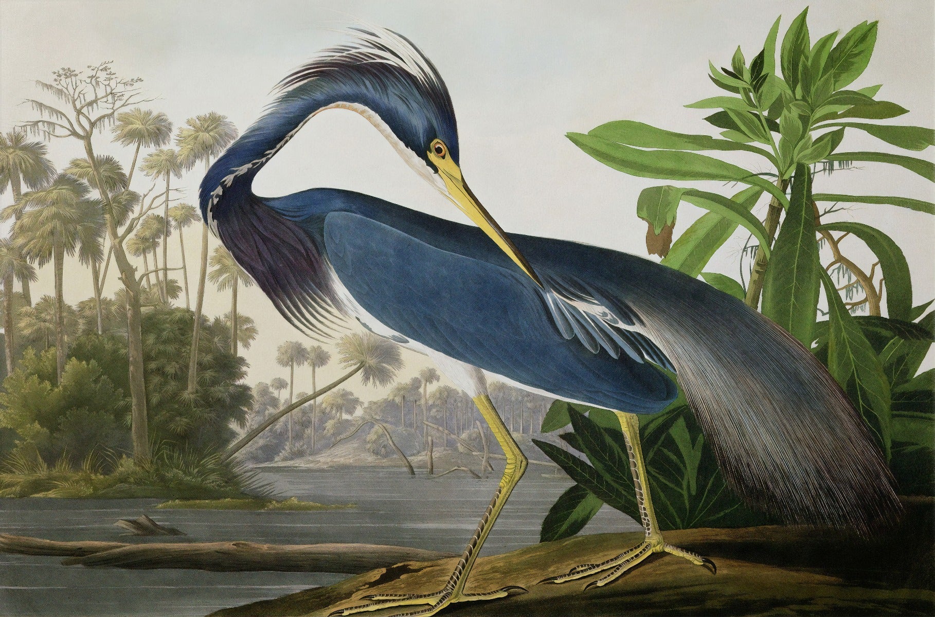 Blue Color Heron Wallpaper Murals