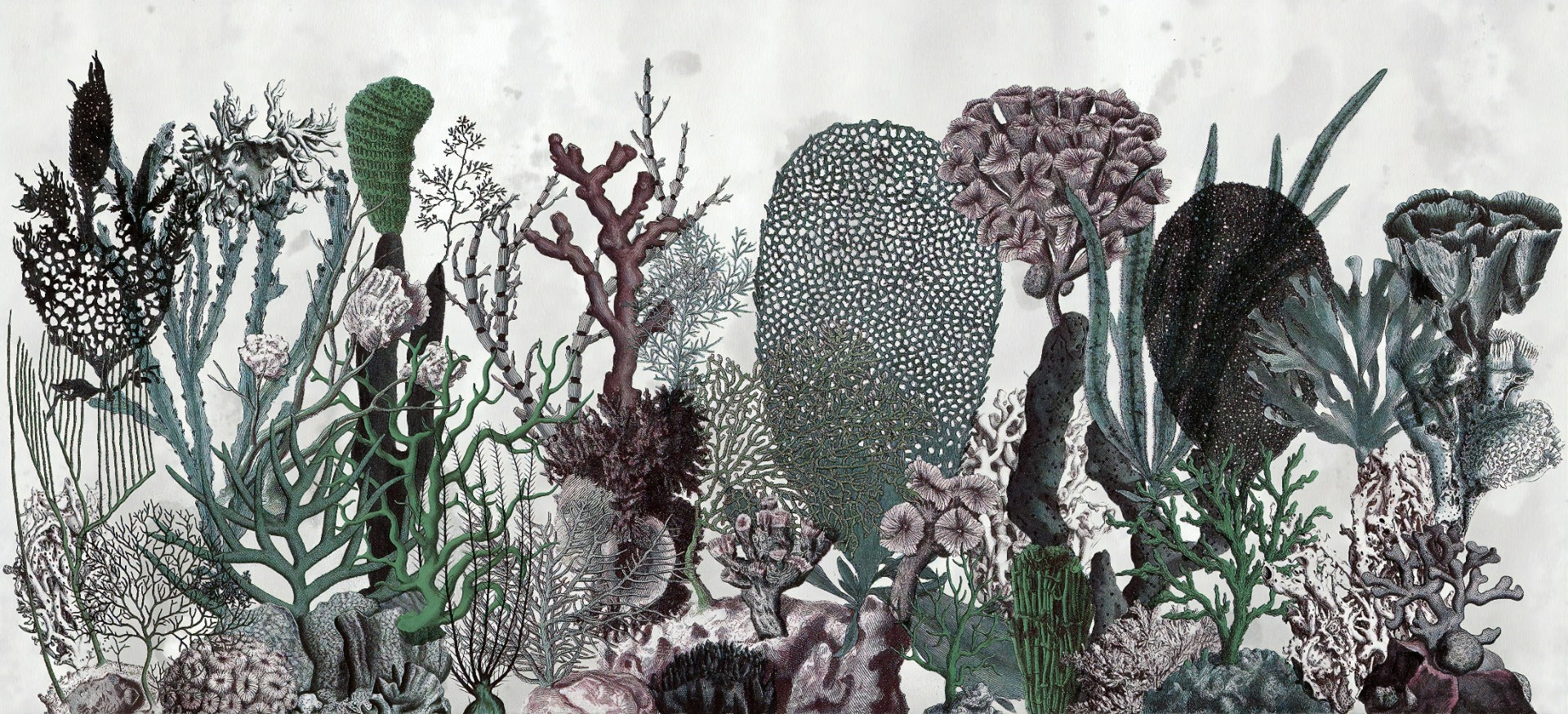 Flowers & Plant Wallpaper Murals