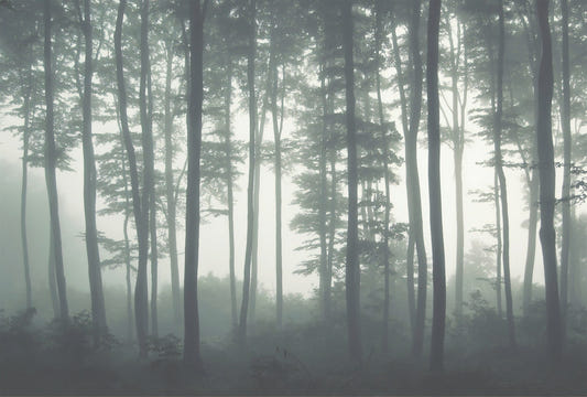 Towering Woodland Wallpaper Murals
