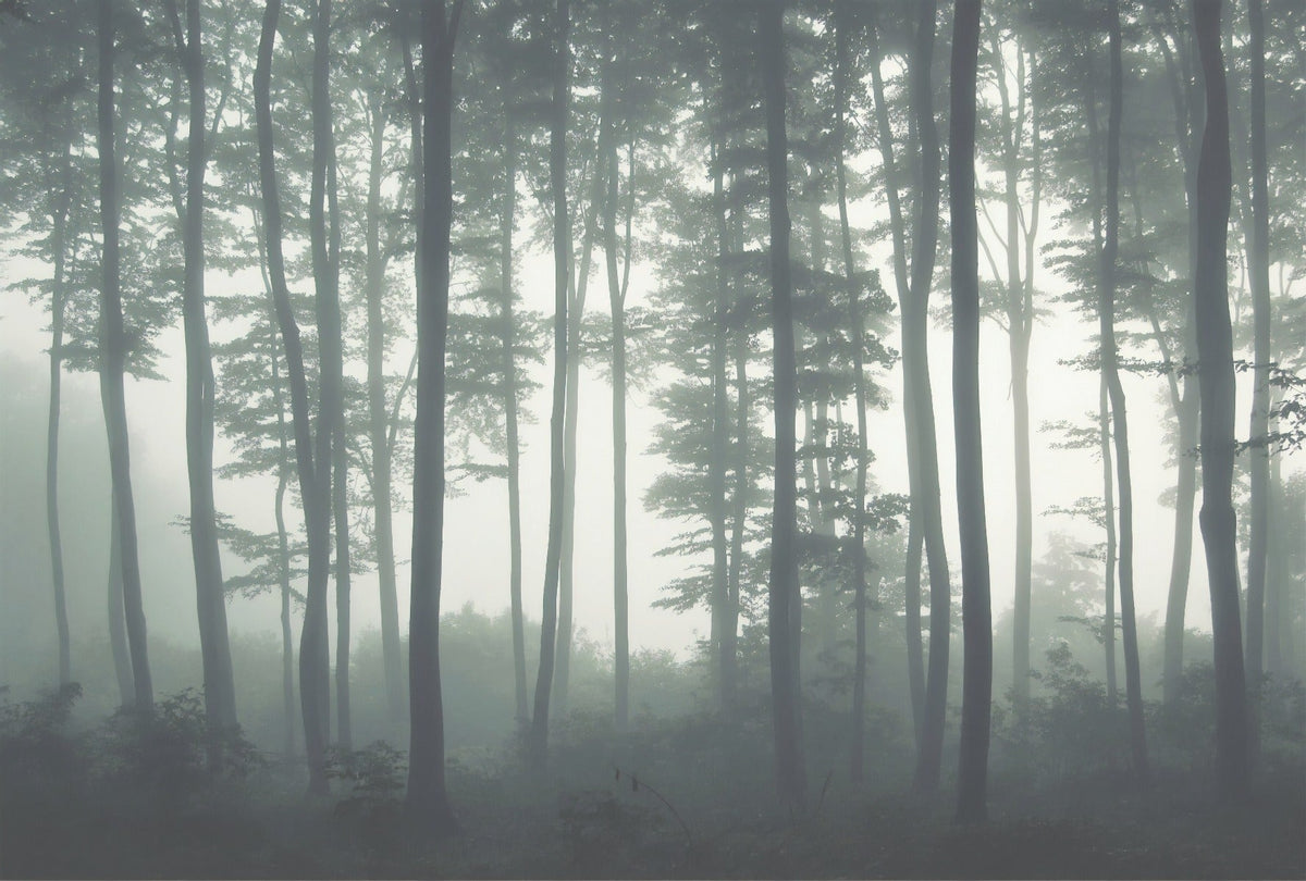 Towering Woodland Wallpaper Murals