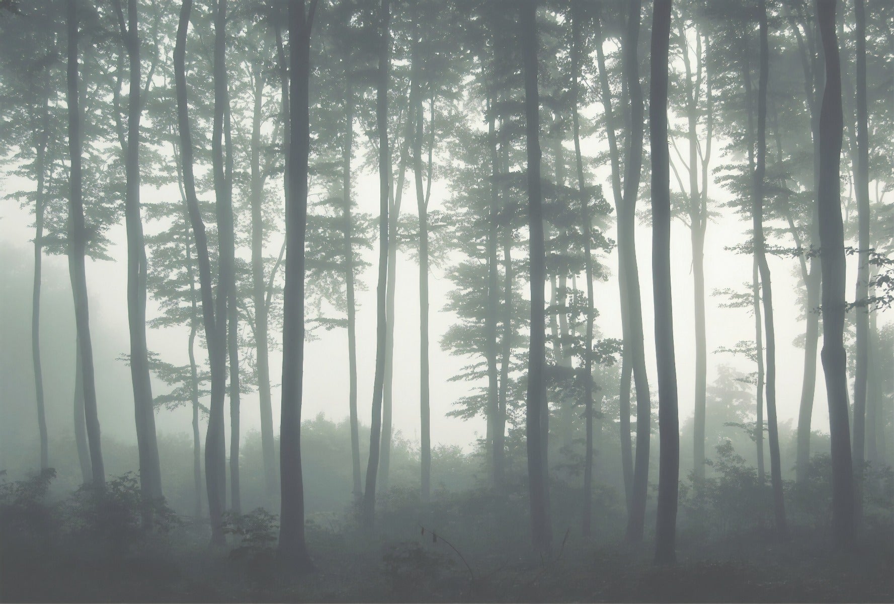 Towering Woodland Wallpaper Murals in your room — zoomed