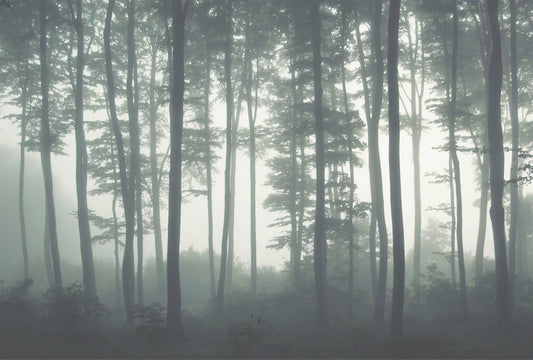 Towering Woodland Wallpaper Murals
