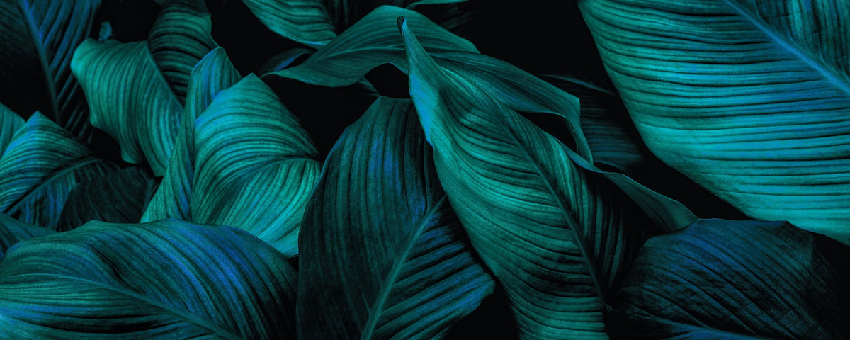 Coconut Green Palm Leaves Wallpaper Wall Mural