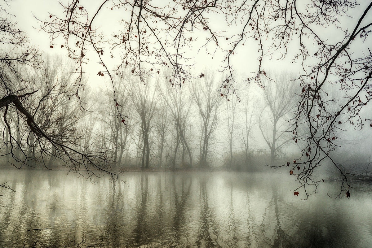 Foggy Spooky Woodland Forest With River Wallpaper Murals