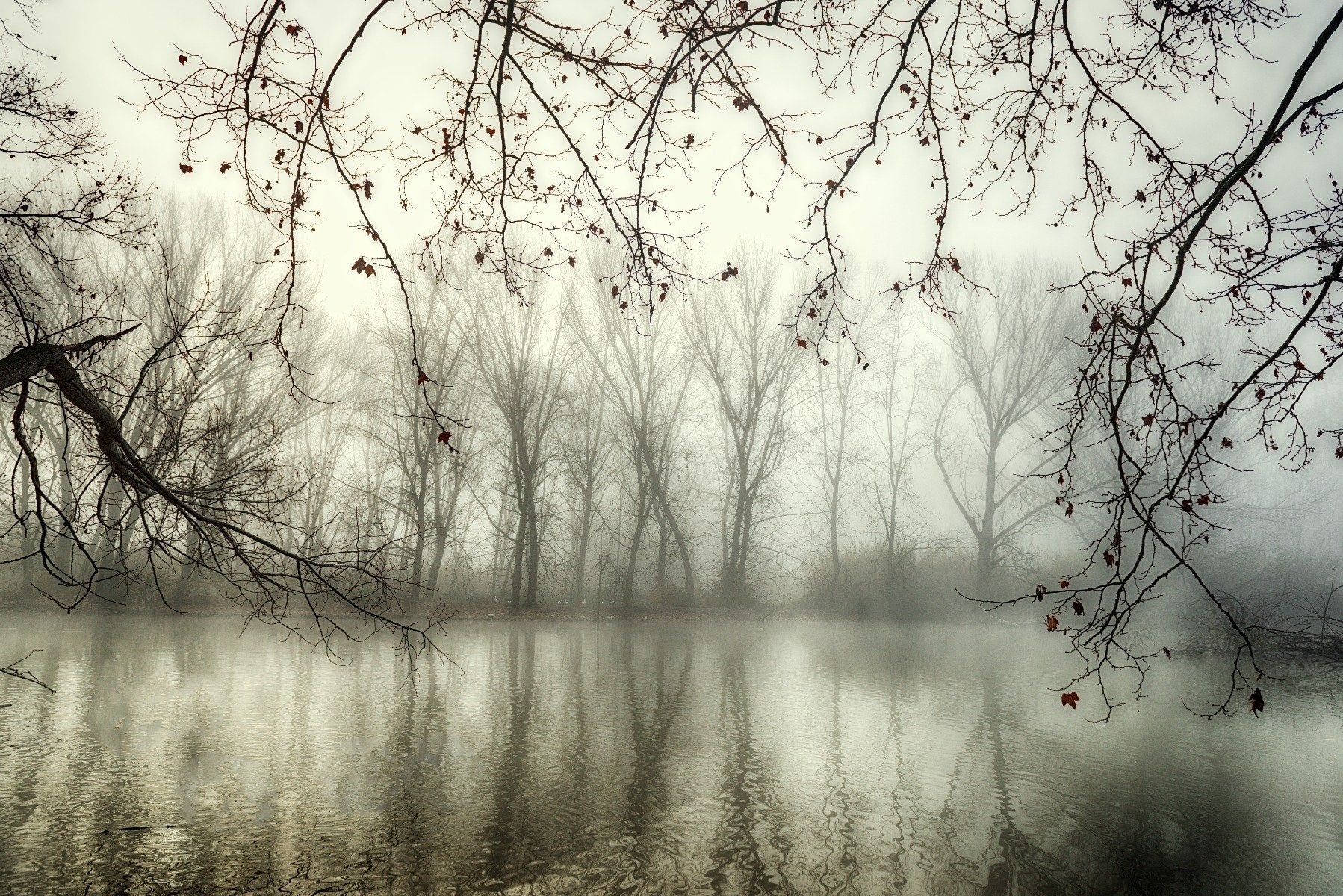 Foggy Spooky Woodland Forest With River Wallpaper Murals