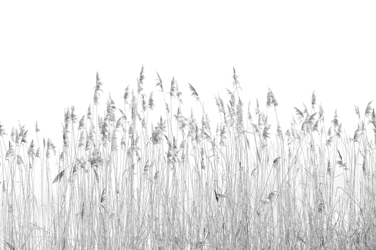 Gray Canebrake Wallpaper Mural