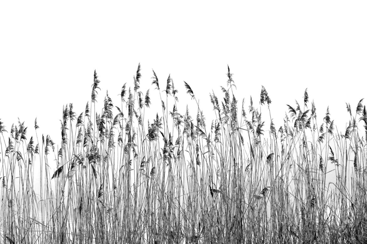 Black and white canebrake Wallpaper