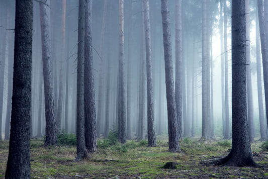 Mist Forest Wallpaper Murals