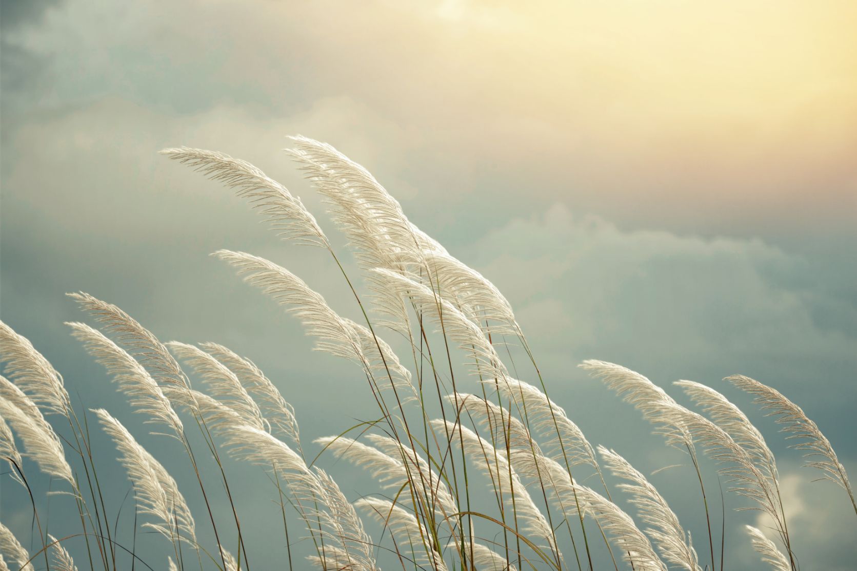Grass Reeds Spring Wallpaper Murals