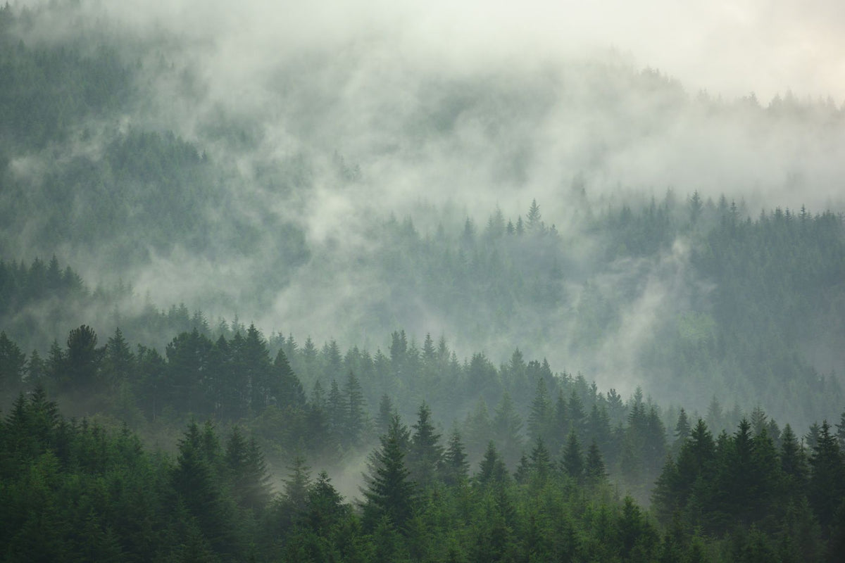 Foggy Forest Pine Tree Wallpaper in your room — zoomed