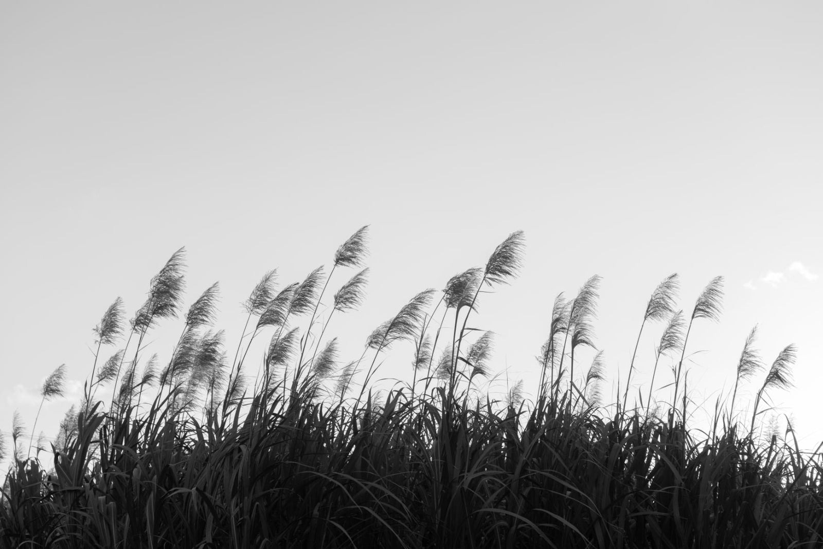 Black & White Sugar cane Wallpaper Murals