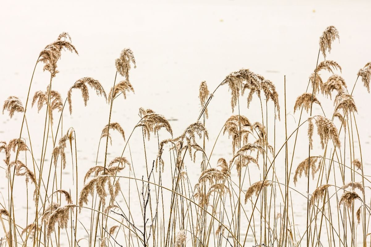 Yellow Color Reeds in Winter Self Adhesive Wallpaper