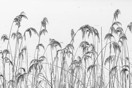 Black and White Winter Reeds Wallpaper murals