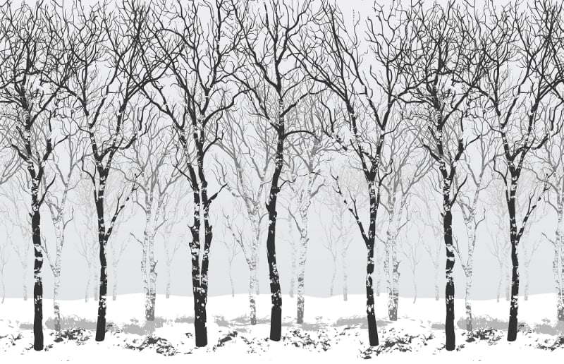 Winter Snow Forest Tree Wall Murals