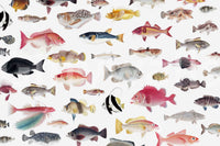 Decorative wallpaper with vibrant underwater visuals

