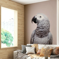 Calm African Grey parrot mural

