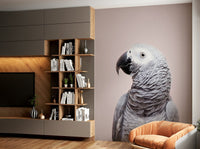 Soft parrot mural wallpaper

