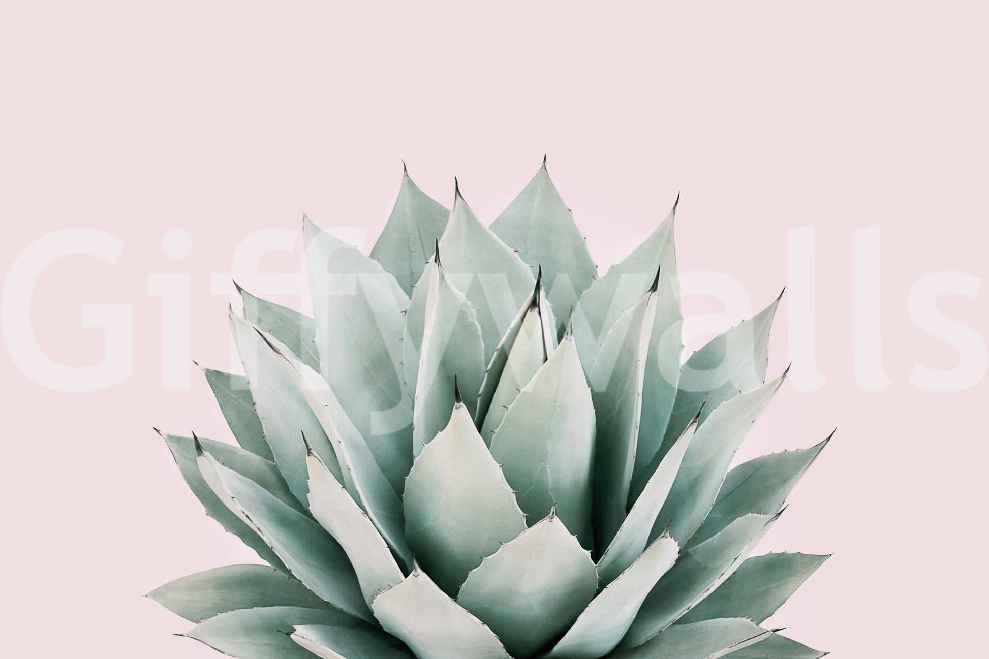 Decorative agave plant top view GD289


