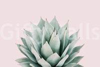 Decorative agave plant top view GD289

