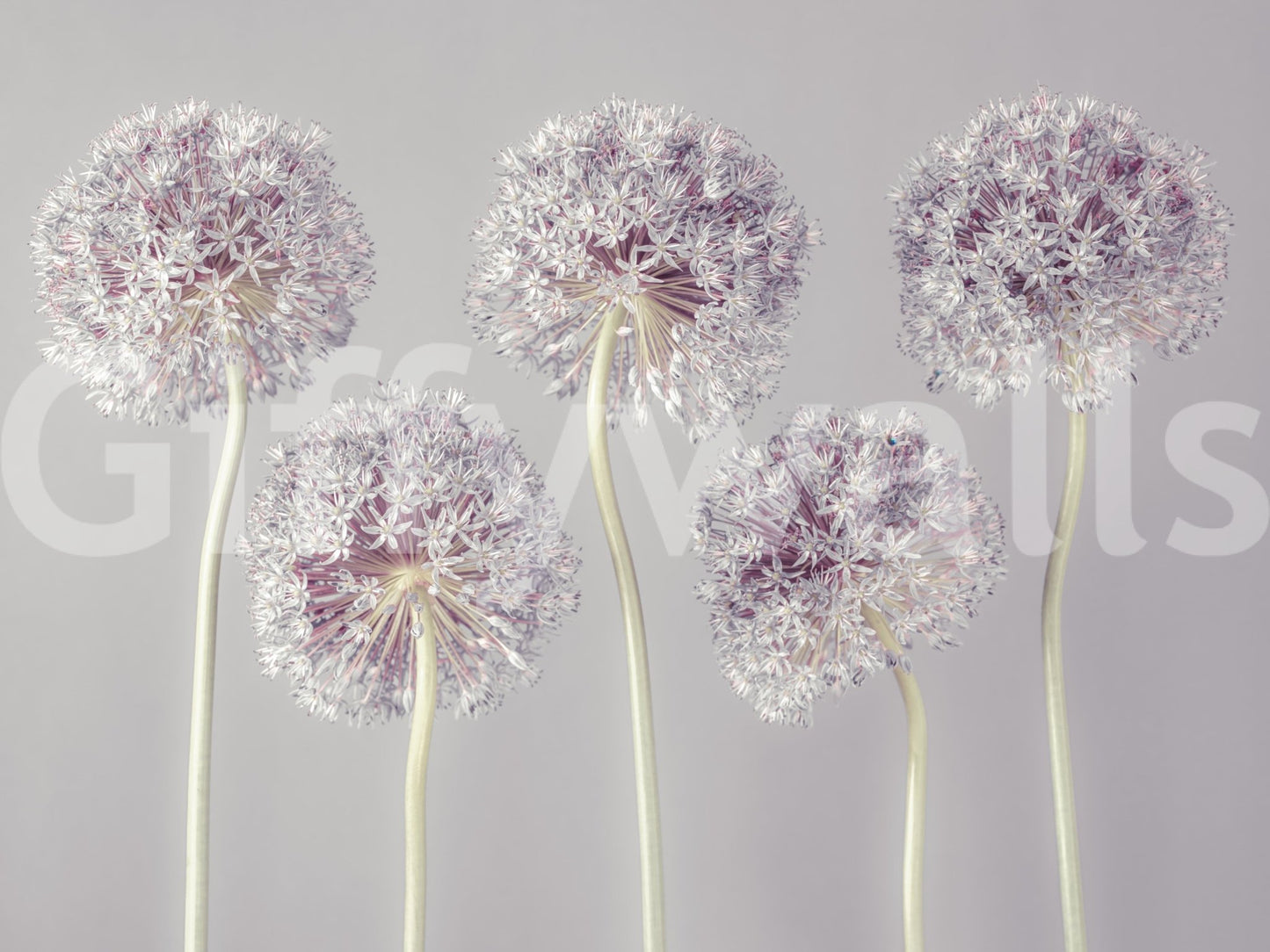 Allium Dreams Wall Mural
