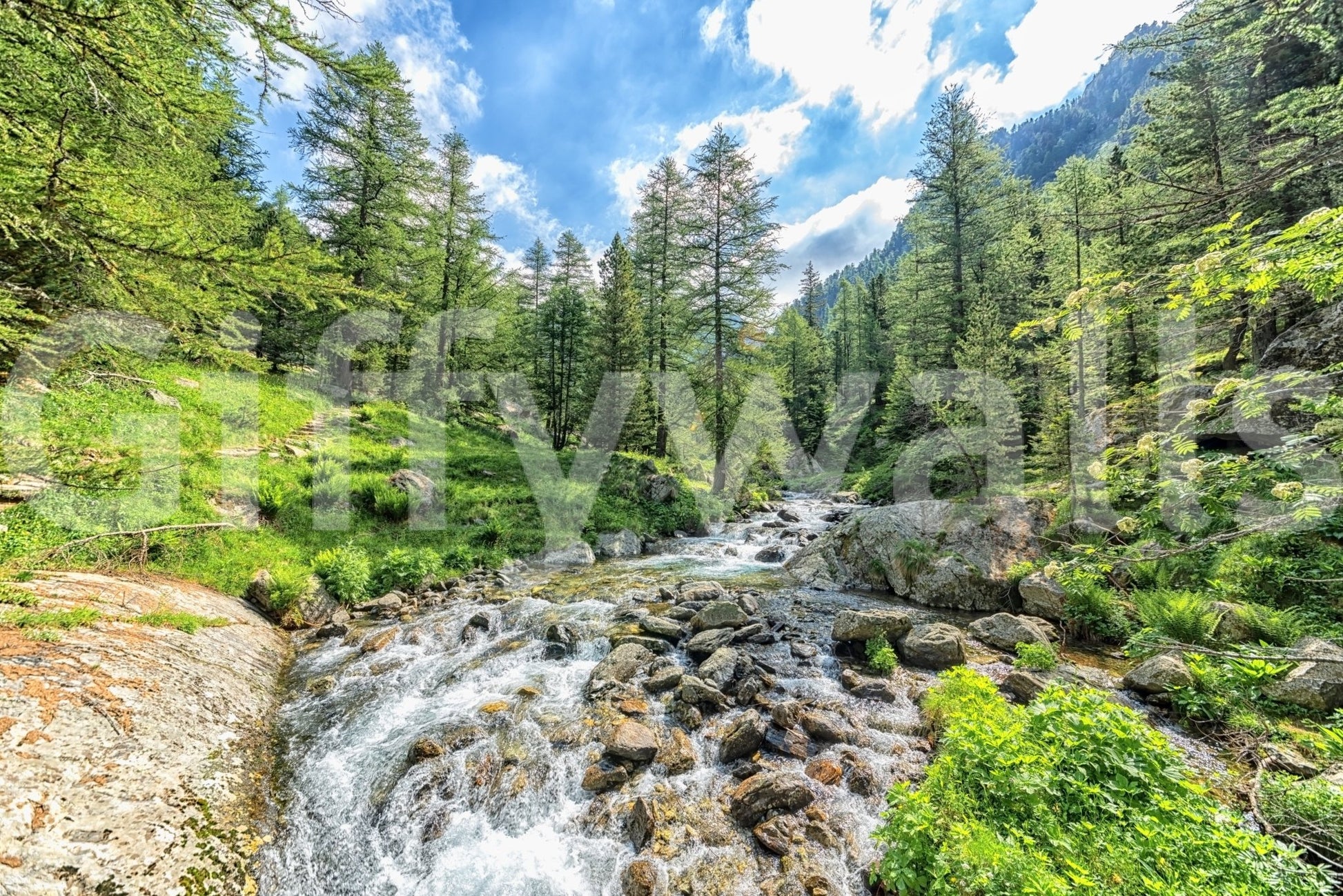 Scenic forest stream wallpaper for reading room