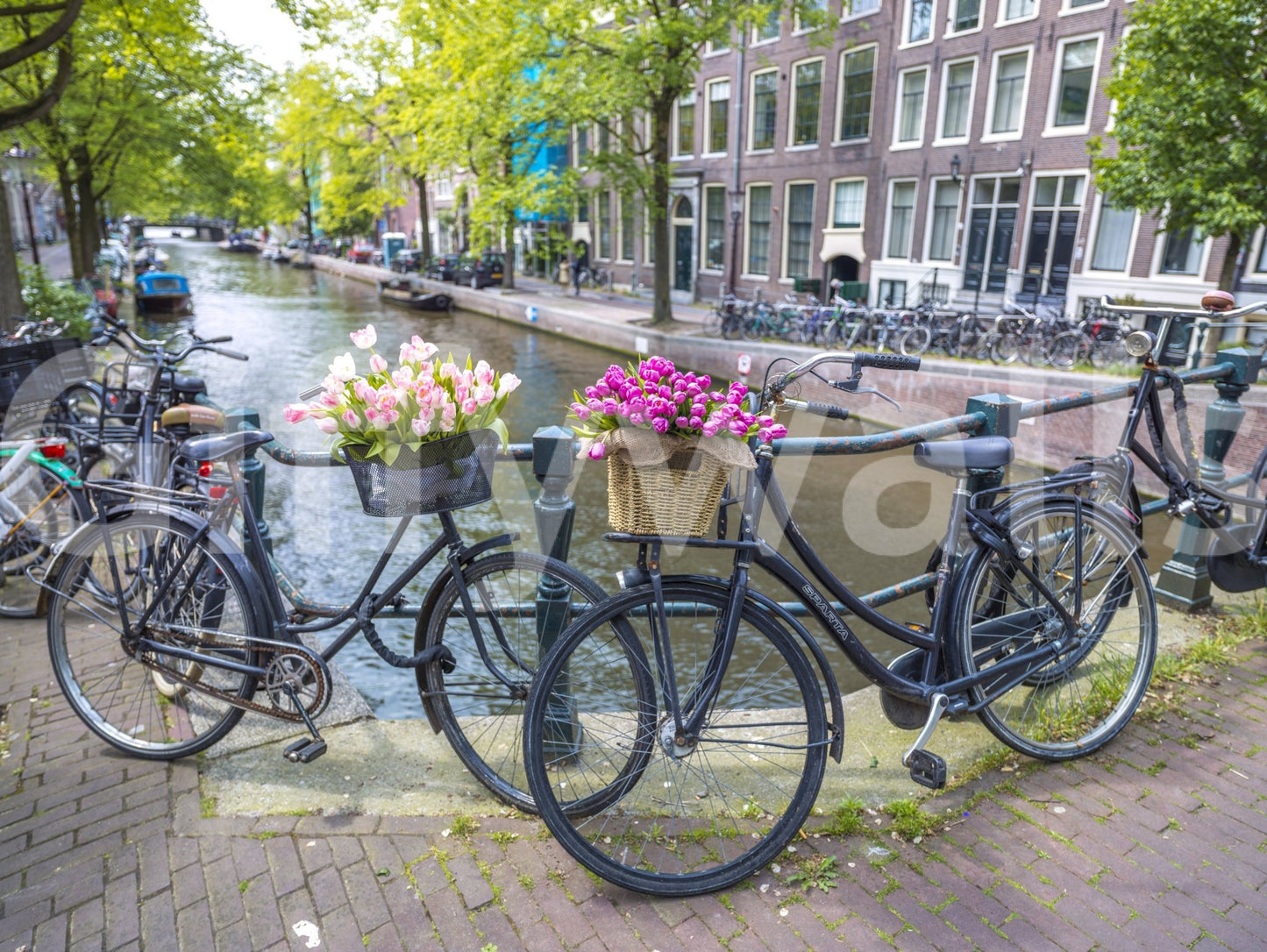 Sunlit corner with the captivating Amsterdam Blooms on Wheels Wall Mural.