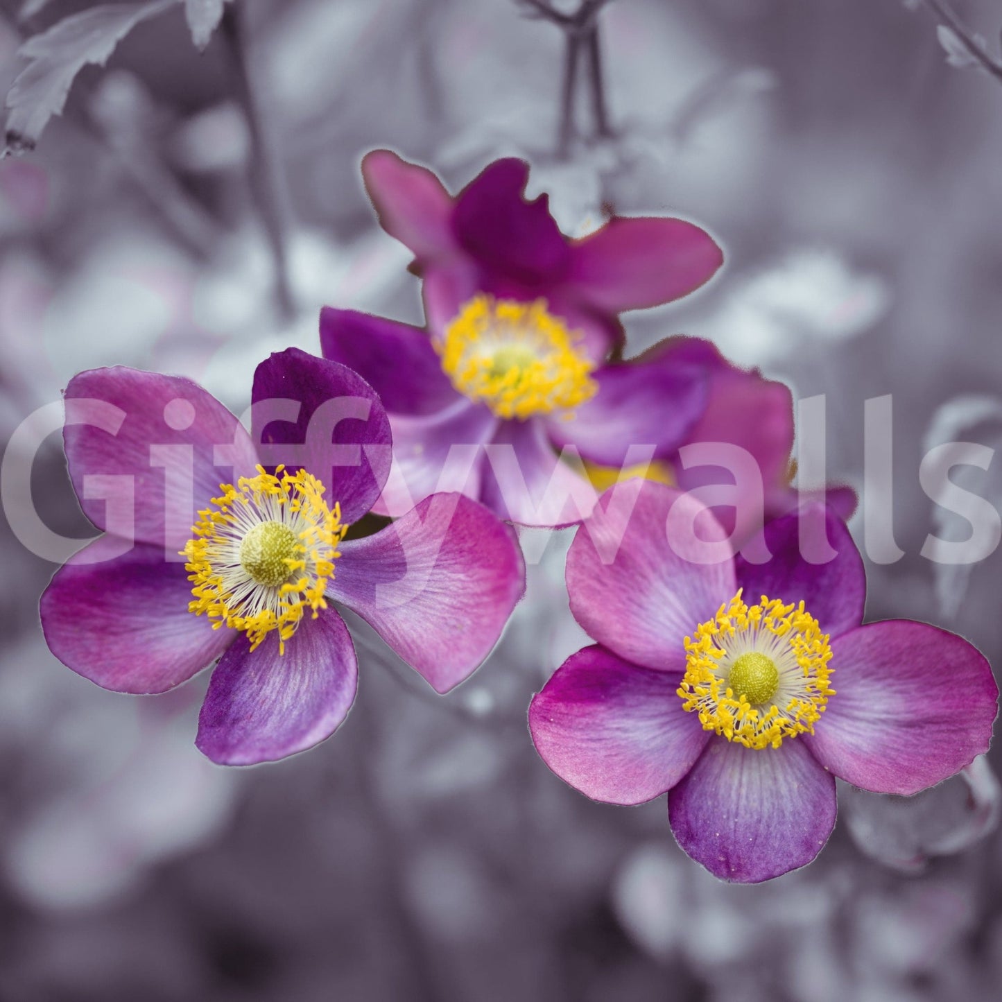 Scattered anemone flowers in a light and feminine dressing room